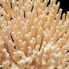 Korálové útesy - podmořská výstava v Londýně