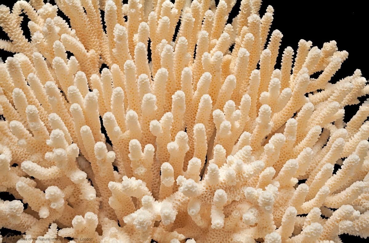 Korálové útesy - podmořská výstava v Londýně