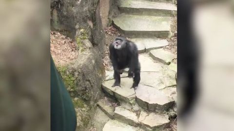 Dovádějící šimpanz překvapil přihlížející publikum, hodil po něm exkrement