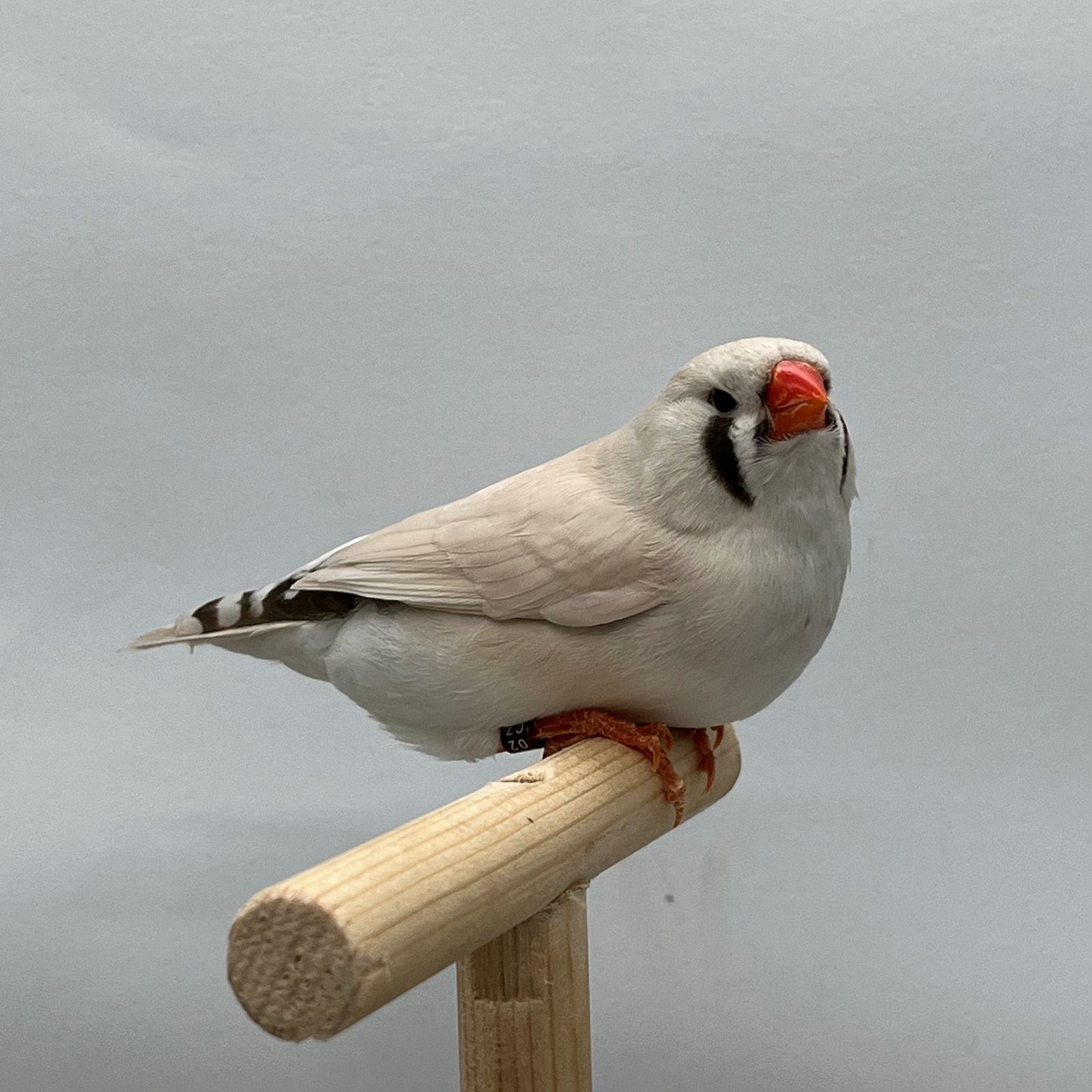 Tomáš Strachota, ptáci, ptactvo, papoušek, papoušci, chovatel, pták