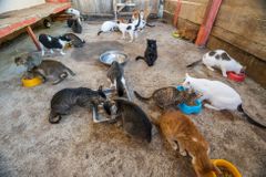 Den na trhu se psím masem i v útulku pro zvířata, český cestovatel píše o zážitcích ze Sulawesi