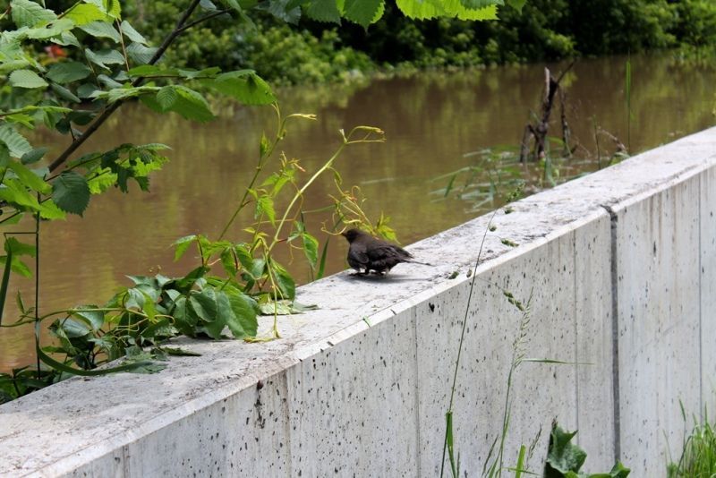Mělník_Hořín_Brozánky