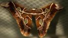 A rothschildia orizaba butterfly rests in Butterfly Garden in La Guacima, northwest of San Jose, May 14, 2012. According to the owner Joris Brinkerhoff, who is from the U.S and has more than 29-years of experience dedicated to the export of butterfly cocoons, more than 80,000 cocoons of 70 different species are exported every month from Costa Rica to Europe, Asia, Canada, Mexico and the United States, with prices of the cocoons ranging from $3 to $10 each. REUTERS/Juan Carlos Ulate (COSTA RICA - Tags: BUSINESS SOCIETY ANIMALS) Published: Kvě. 15, 2012, 5:08 dop.