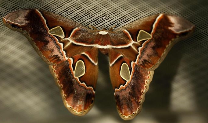 A rothschildia orizaba butterfly rests in Butterfly Garden in La Guacima, northwest of San Jose, May 14, 2012. According to the owner Joris Brinkerhoff, who is from the U.S and has more than 29-years of experience dedicated to the export of butterfly cocoons, more than 80,000 cocoons of 70 different species are exported every month from Costa Rica to Europe, Asia, Canada, Mexico and the United States, with prices of the cocoons ranging from $3 to $10 each. REUTERS/Juan Carlos Ulate (COSTA RICA - Tags: BUSINESS SOCIETY ANIMALS) Published: Kvě. 15, 2012, 5:08 dop.