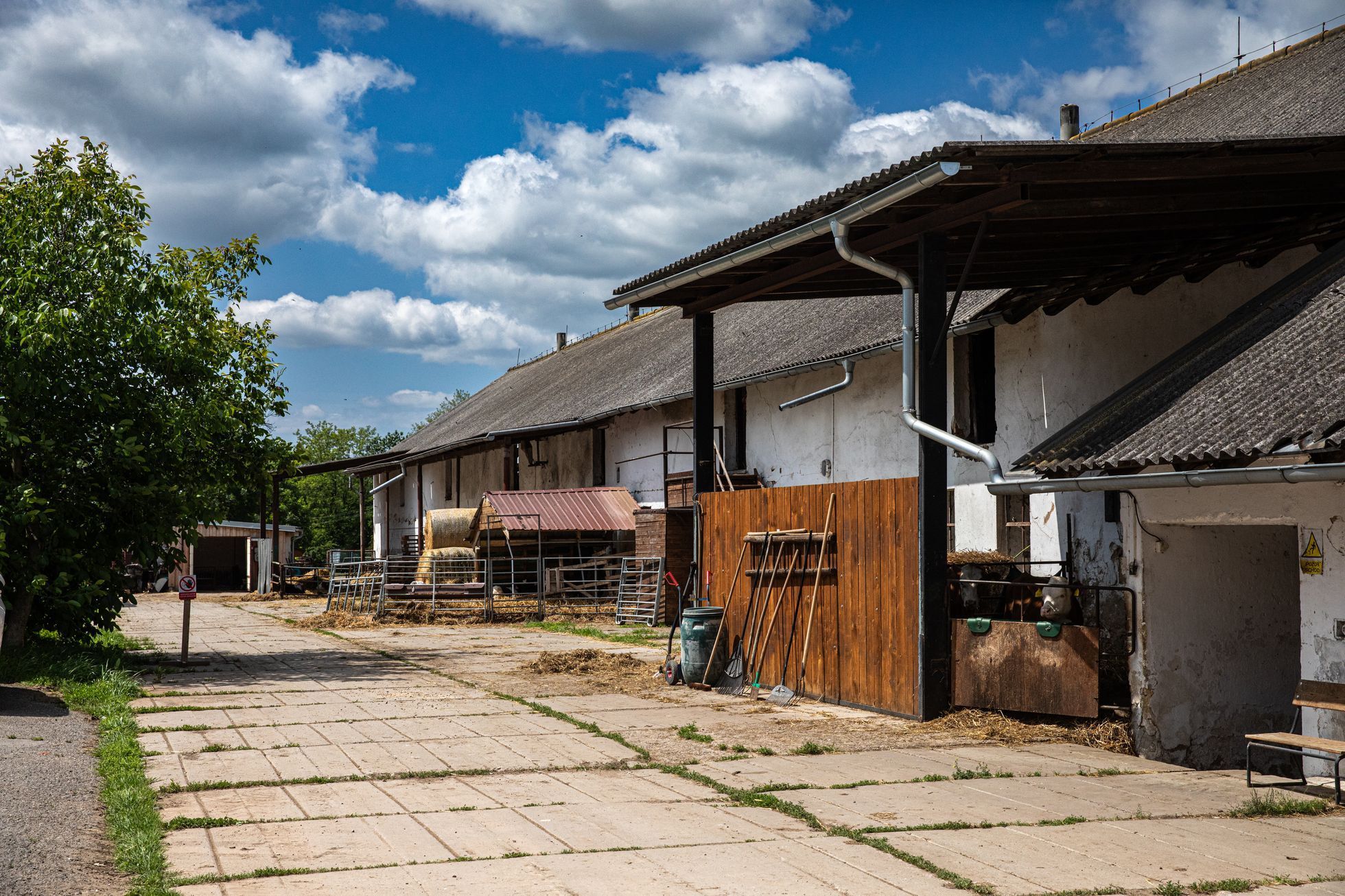 farma, farma Stehlík, krávy, příroda, byznys, statek, vesnice