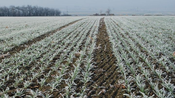 Na začátku května se ochladí, meteorologové čekají přízemní mrazy i sníh