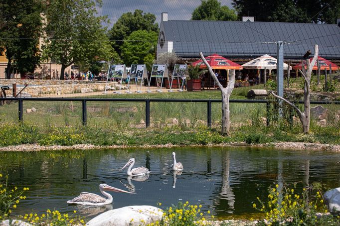 Zoo Dvůr Králové otevřela expozici o jihozápadní Africe zvanou West Cape.