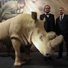 Vycpaný nosorožec Súdán - Národní muzeum, expozice Divočina