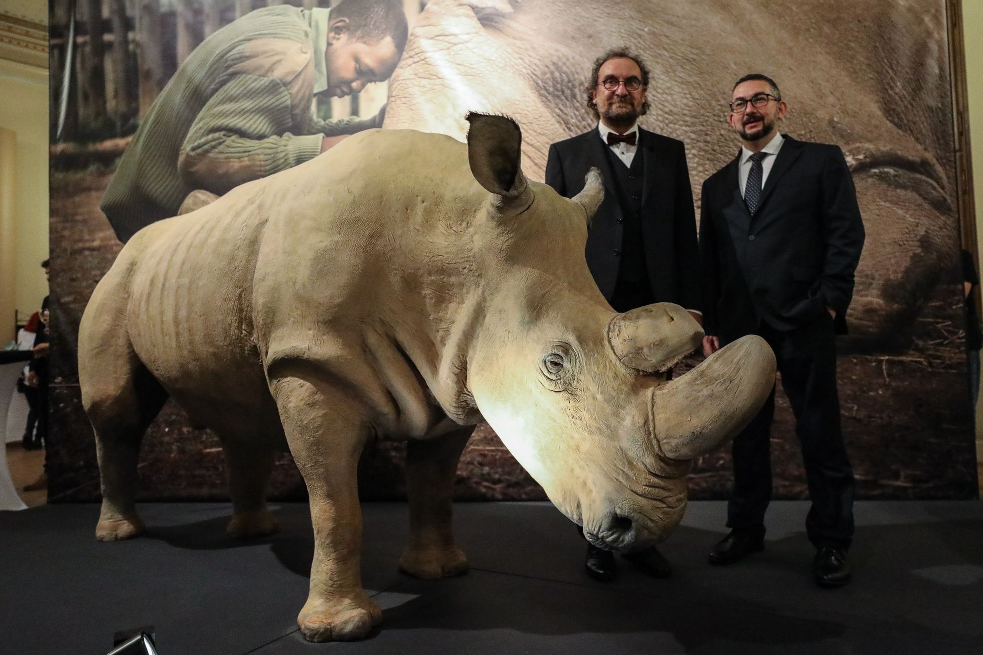 Vycpaný nosorožec Súdán - Národní muzeum, expozice Divočina