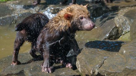 Jak zvládají vedro zvířata v zoo? Mají ledové kostky a sprchy. Osvěžení čeká i na návštěvníky