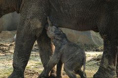 Zoo se nechce slůněte ujmout, bylo by smrtelnou hrozbou