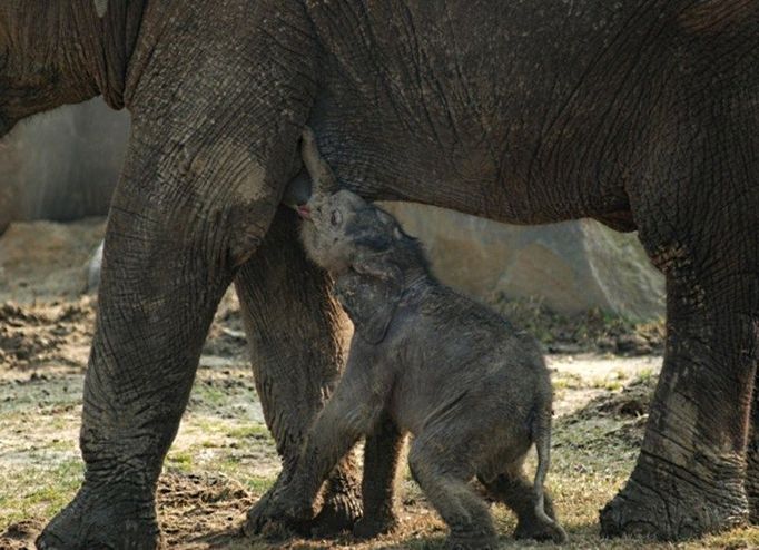 Slůně potřebuje mateřské mléko, matka ho však odhání