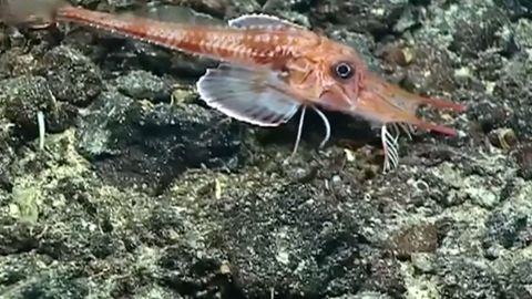 Vědci natočili unikátní druh štítníka, umí chodit po mořském dně