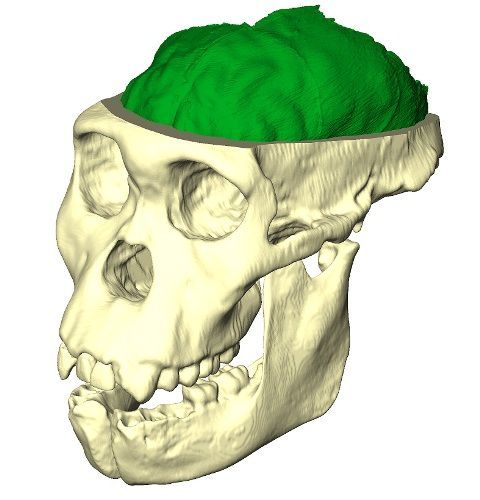 Australopithecus sediba - lebka počítačový model