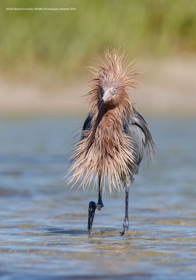 Zábavné fotky zvířat: finalisté soutěže Comedy Wildlife Awards 2020