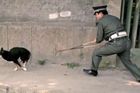 Čína zavedla politiku jednoho psa