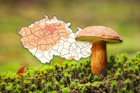 Rostou houby? Mapa ukazuje, kam se vyplatí zajít i během aktuálního sucha