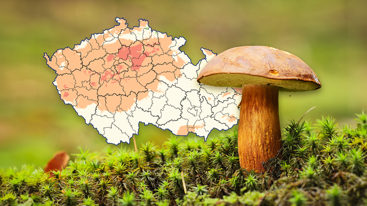 Rostou houby? Mapa ukazuje, kam se vyplatí zajít i během aktuálního sucha; Zdroj foto: Aktuálně.cz