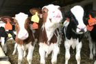Mezi pololetími 2009 a 2010 bylo v České republice vybito 30 tisíc krav, to je asi pět procent všech kusů. Důvod? Zemědělcům se před dvěma lety přestala vyplácet výroba mléka.