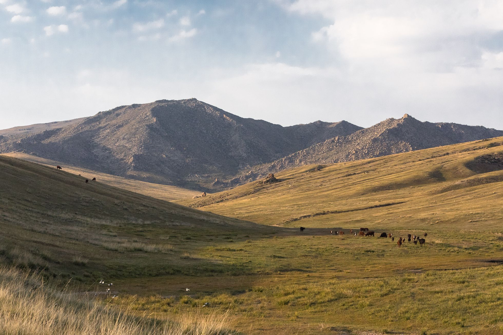 Mongolsko - kůň Převalského, Národní park Chustaj, koně, pláně, stepi