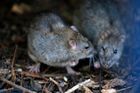 Paříž zaplavily krysy. Občané však podepisují petici proti "krysí genocidě"