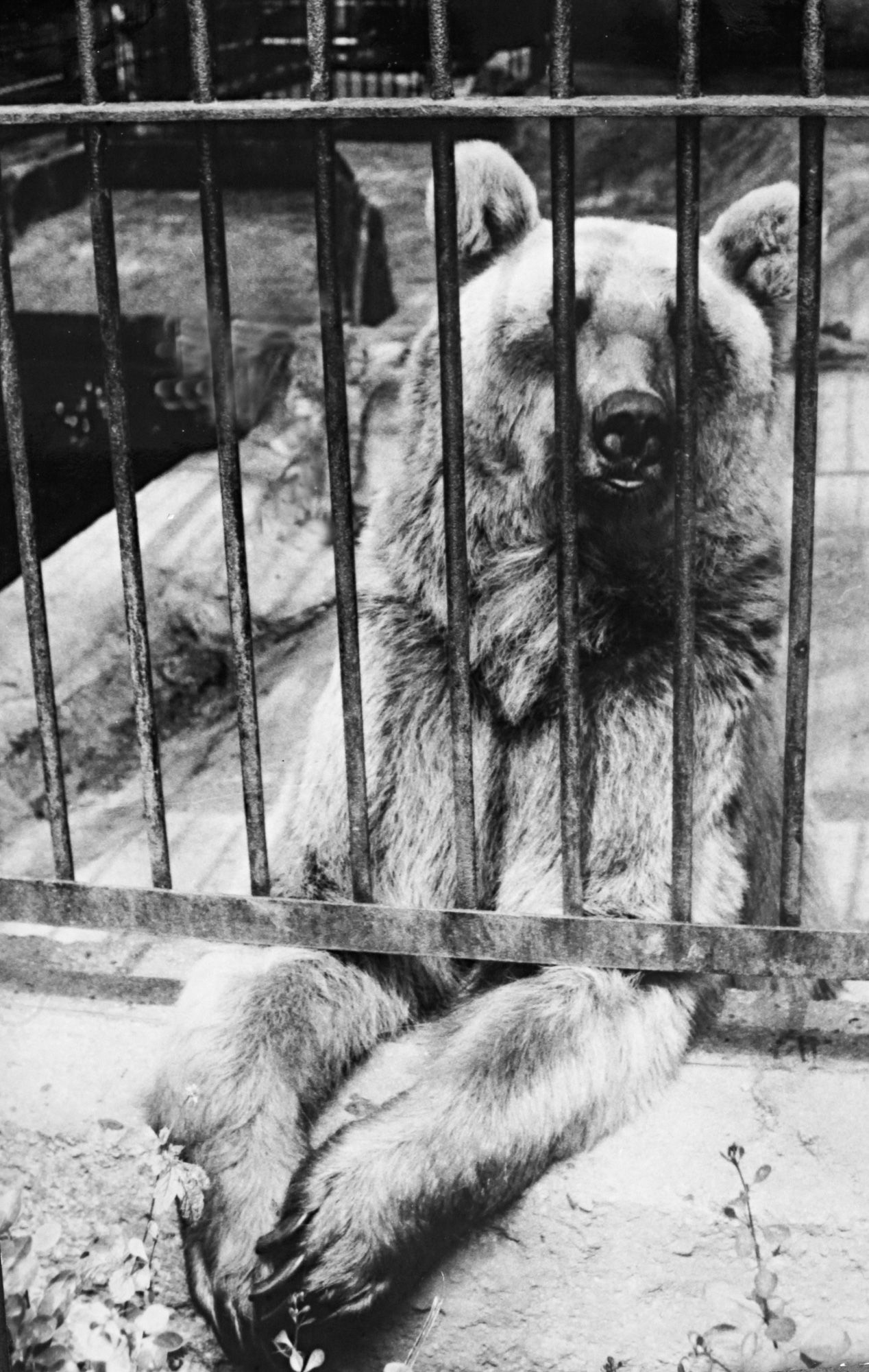 Zoo Brno, Brněnská zoo, zoo, zoologická zahrada, historie, výročí, Domácí