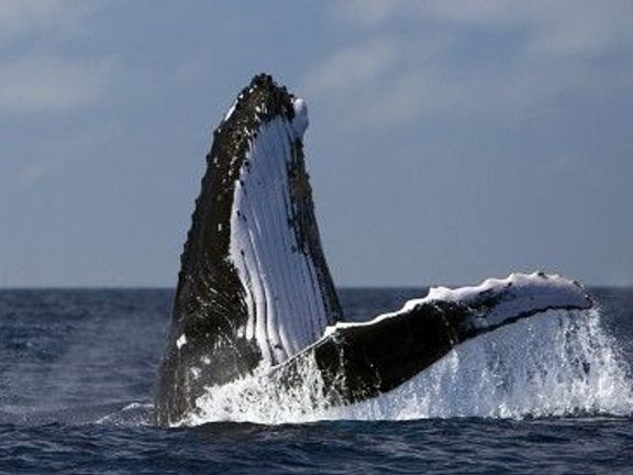 Více o lovu velryb
