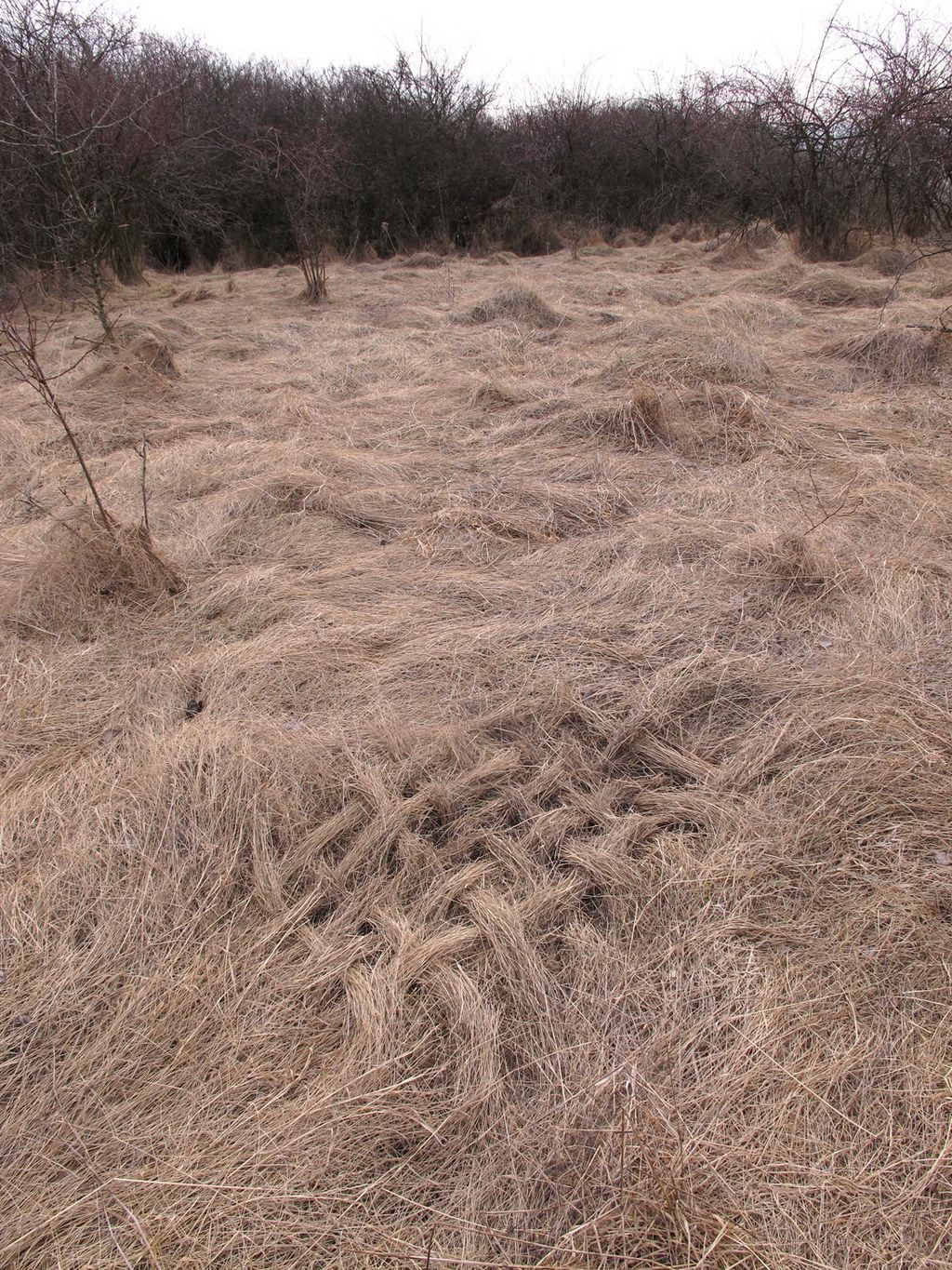 Artsemestr léto 2011