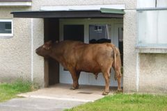 Na sídliště Zelená Louka v Trutnově se zatoulal býk, museli ho odchytit hasiči