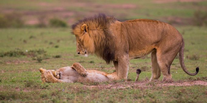 Finalisté fotosoutěže Comedy Wildlife Photography Awards 2018