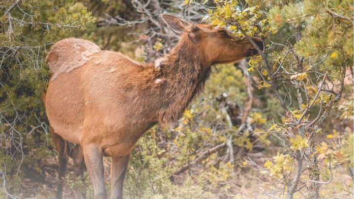 Přemnožená zvěř ničí les, míní lesníci. Stavy jsou jen někde zvýšené, tvrdí myslivci; Zdroj foto: Hnutí Duha