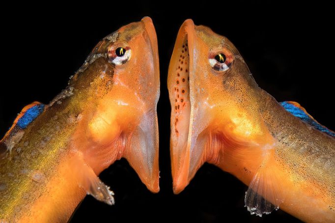 Vítězové soutěže Underwater Photographer of the Year 2024