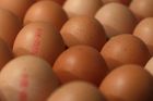 Zdražování vajec končí, ceny klesly o pětinu