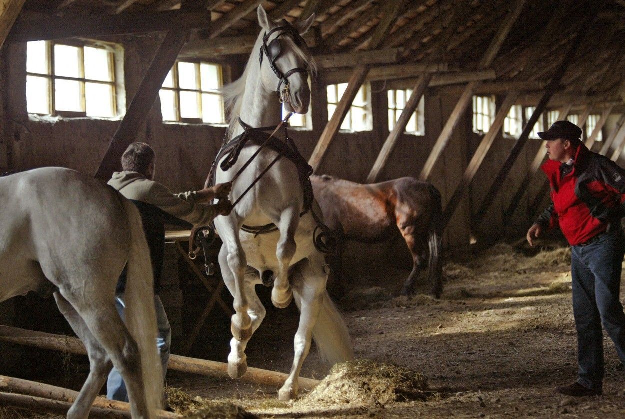 Chov koní plemene Lipicán, Rumunsko, nominace, nehmotné dědictví, zahraničí