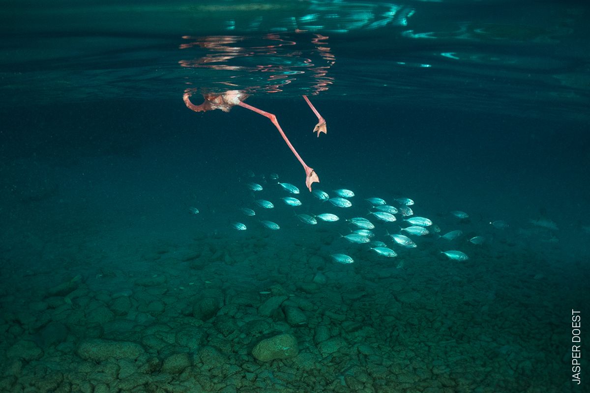 Nominace na World Press Photo - kategorie Příroda