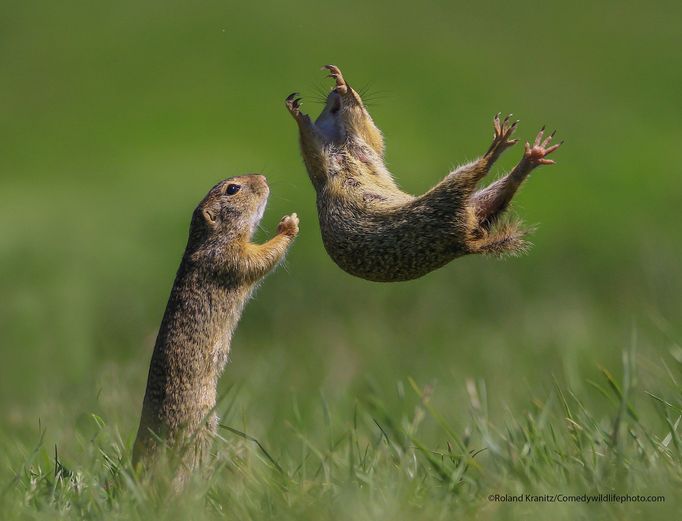 Finalisté fotografické soutěže Comedy Wildlife Photography Awards 2021