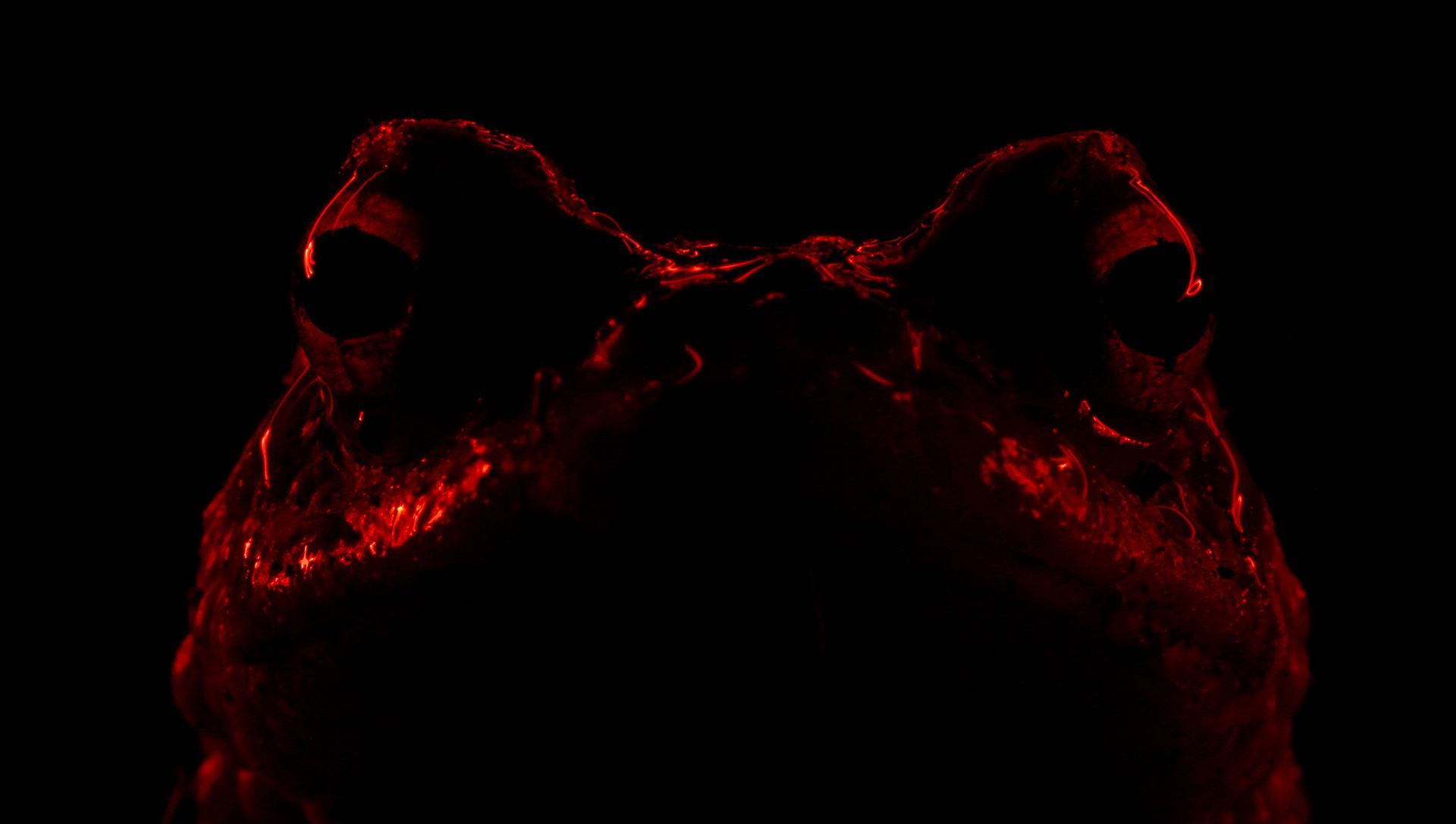 Nejlepší snímky přírody ze soutěže PA2F Environmental Photography Award