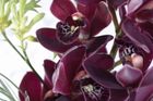 Cymbidium v detailu