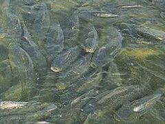 V Evropě je kapr neškodná ryba, v Austrálii ničí život v tamních řekách.