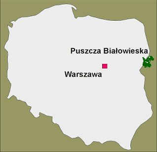 Mapa Polska s vyznačeným Bialowiežským pralesem