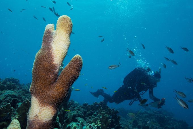 Záchrana korálových útesů v Karibiku.