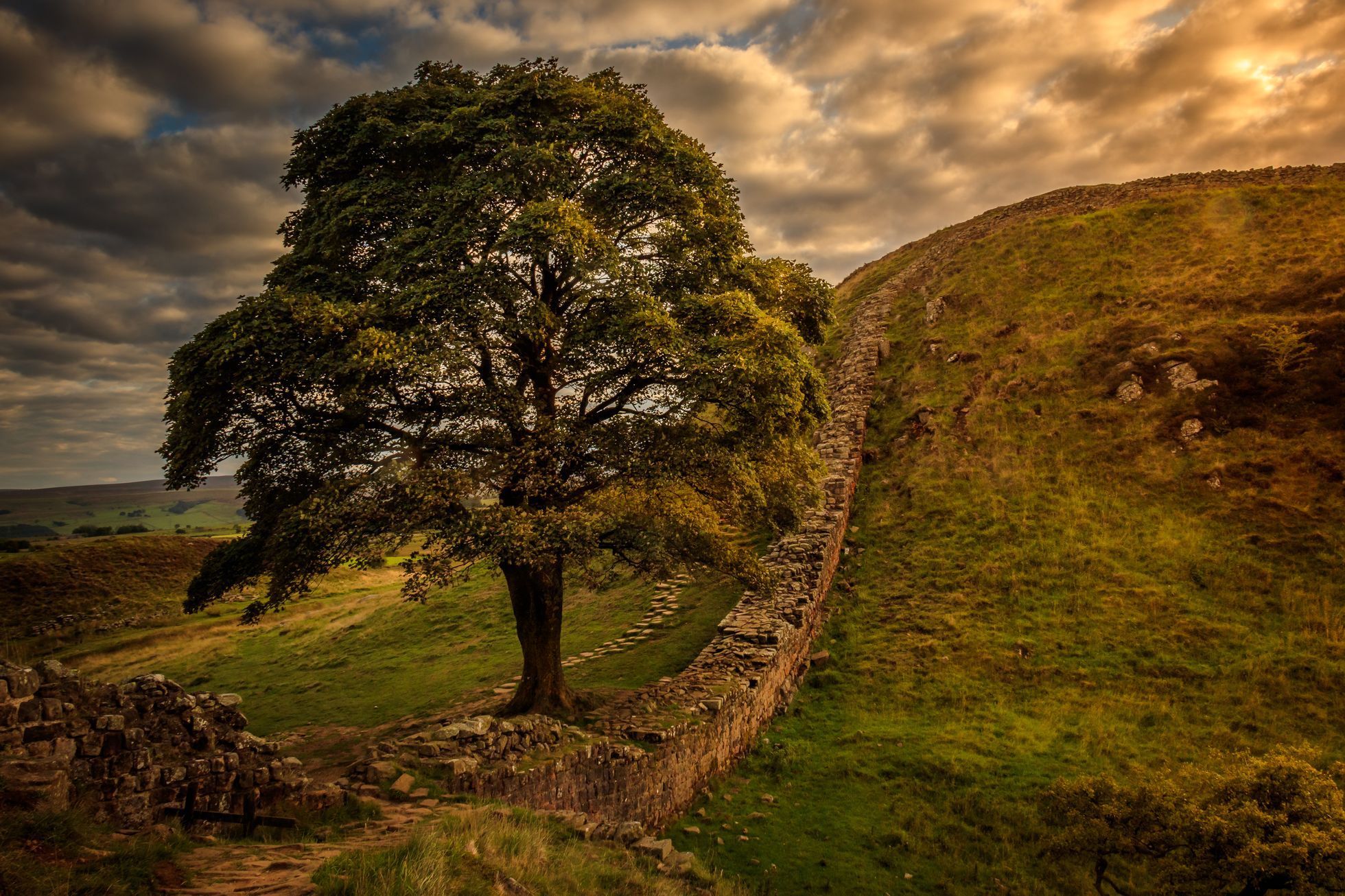 Sycamore gap, strom, Anglie