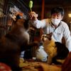 Fotogalerie / Tak pracuje spasitel opuštěných koček v japonské Fukušimě