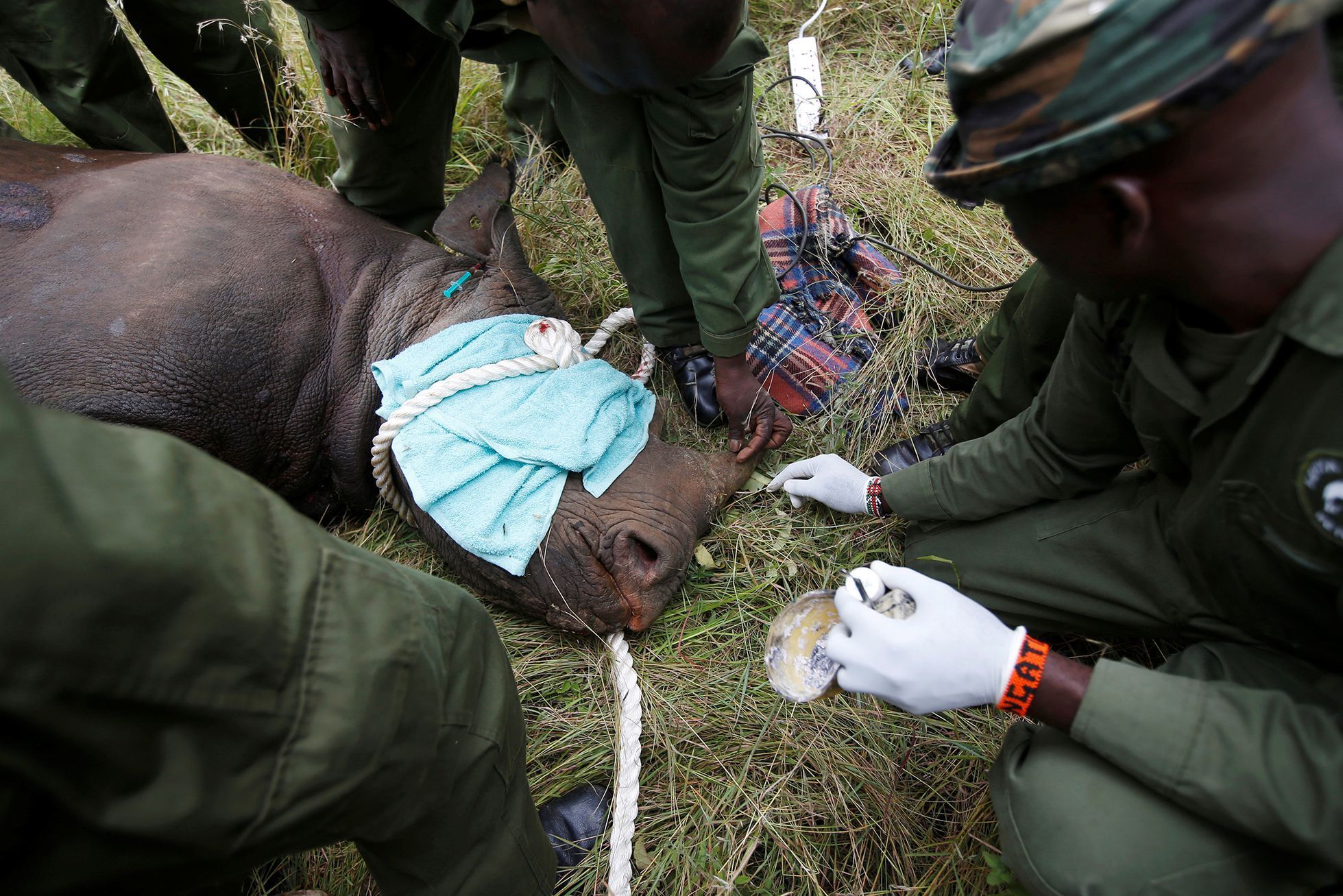 Fotogalerie / Jak se přesouvá nosorožec v Keňi / Reuters / 7