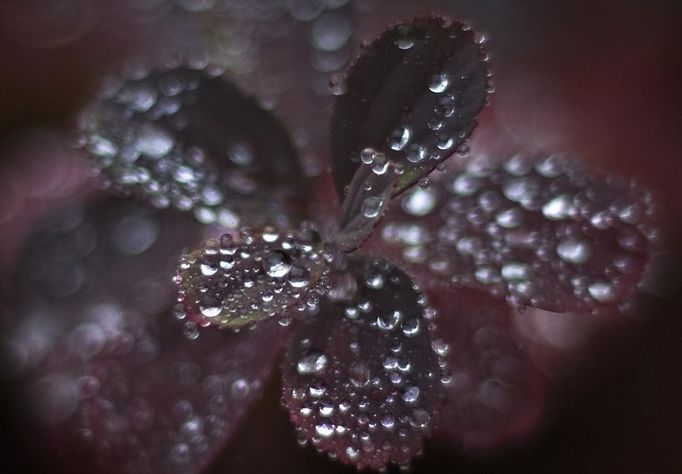 Rain drops form on the autumn leaves of small bushes in North Vancouver, British Columbia October 12, 2012. After a record-breaking dry spell since August, a welcomed several days of rain has moved in over the area. REUTERS/Andy Clark (CANADA - Tags: SOCIETY ENVIRONMENT) Published: Říj. 13, 2012, 12:36 dop.