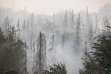 Plameny zachvátily přes tisíc hektarů Národního parku České Švýcarsko.