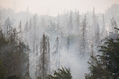 Lesní požáry letos způsobily nejvíce emisí za 15 let, uvolnily 6,4 megatun uhlíku