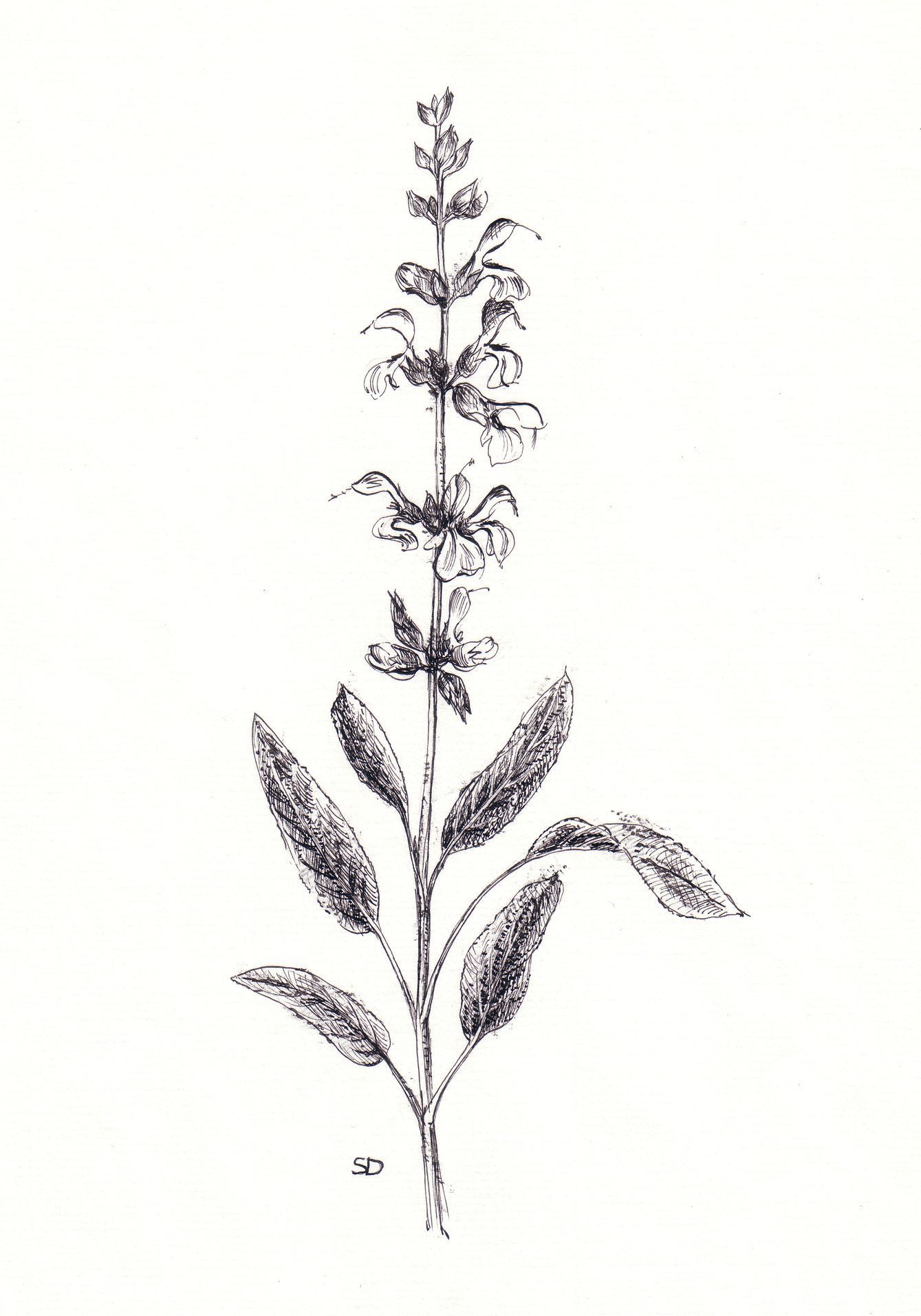 kresby, dr. dudek. bylinky