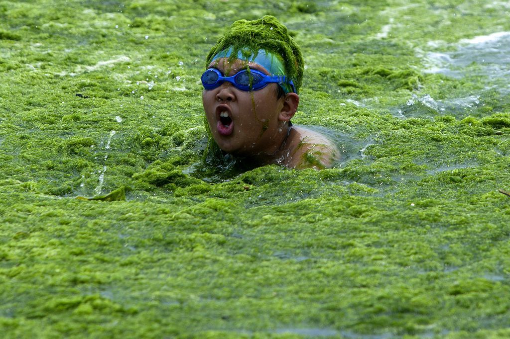 Fotogalerie: Čínské pláže pokryly mořské řasy
