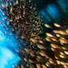 Vítězové fotografické soutěže Underwater Photographer of the Year 2022